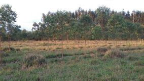 IMG-20171011-WA0053.jpg